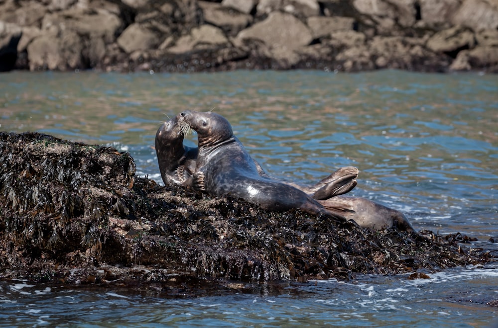 a couple of seals lying on a rock in the water