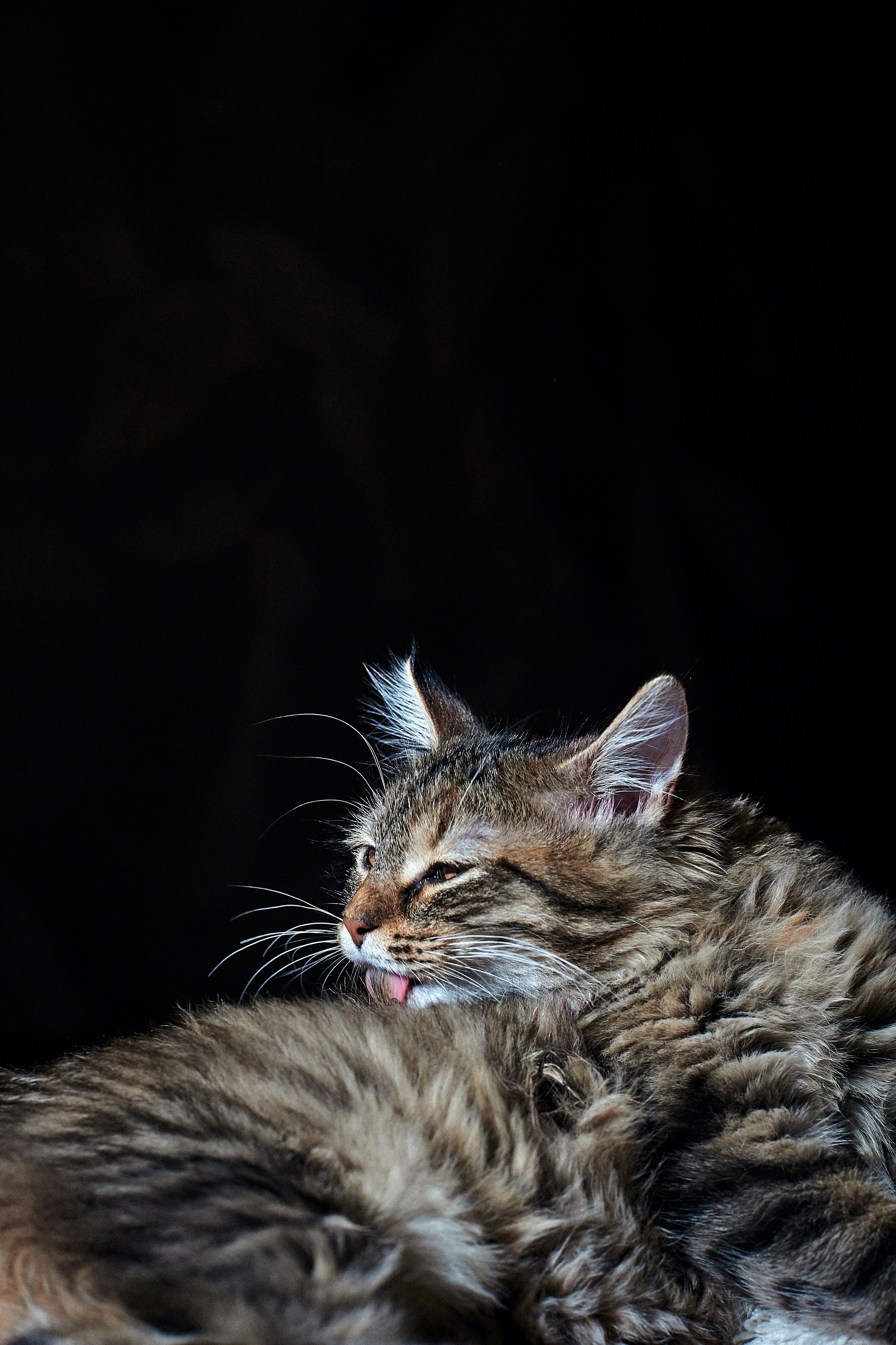 25. LaPerm: Curls That Love to Be Caressed (image credits: unsplash)