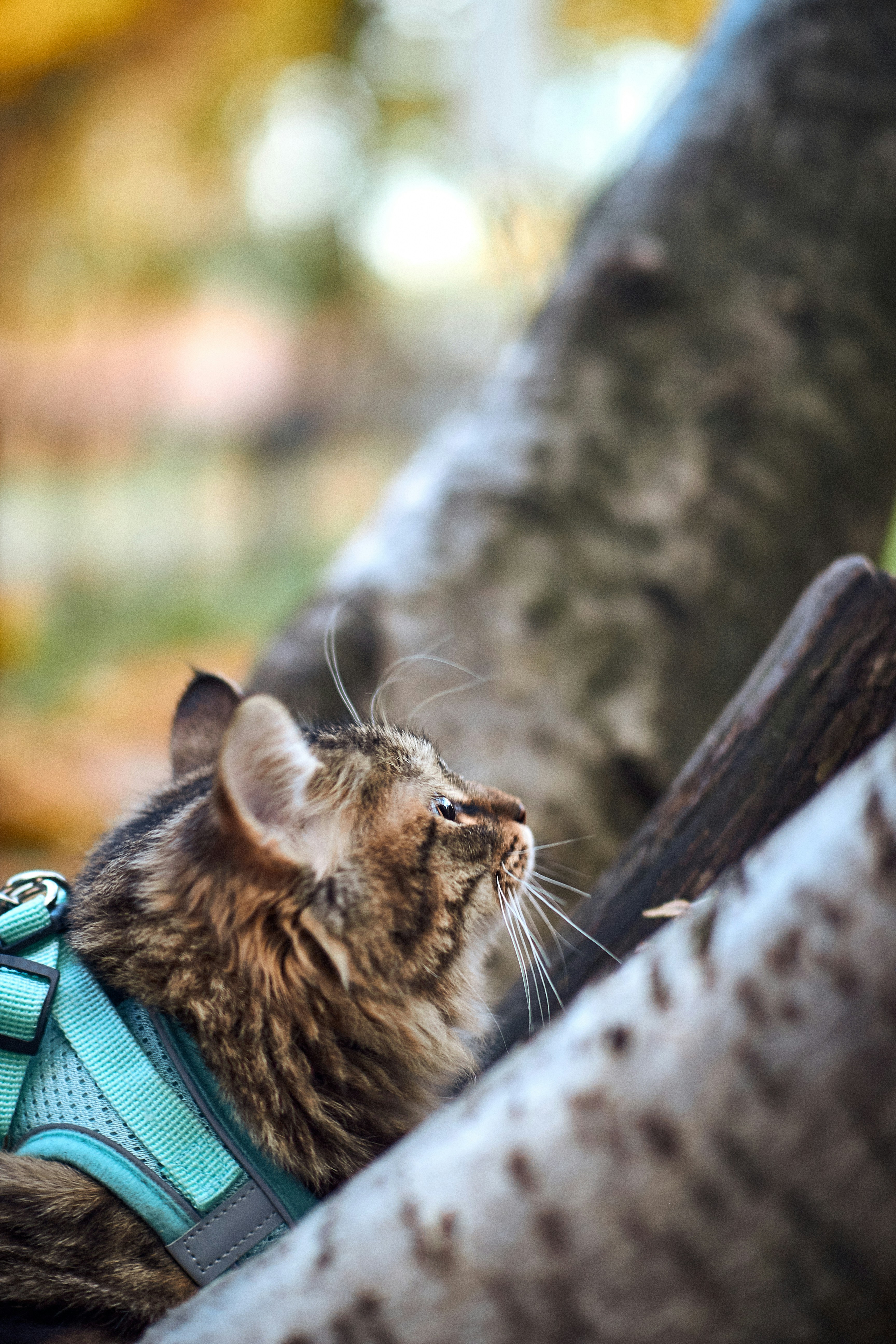 A cat licking another cat photo Free Mammal Image on Unsplash
