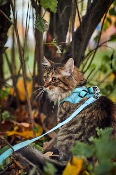 a cat on a tree branch