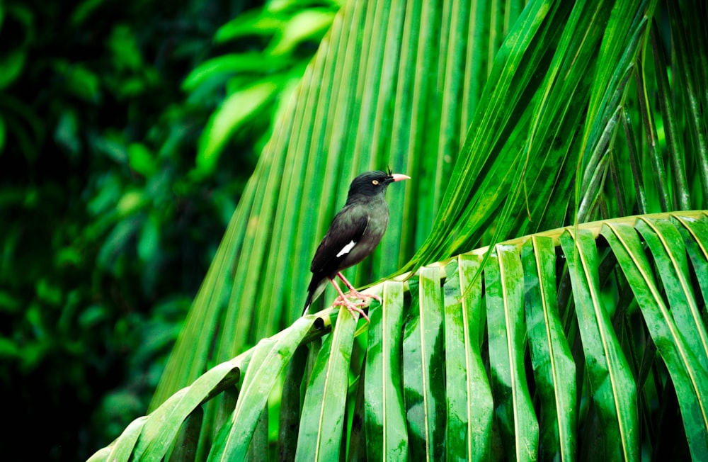 a bird sits on a leaf