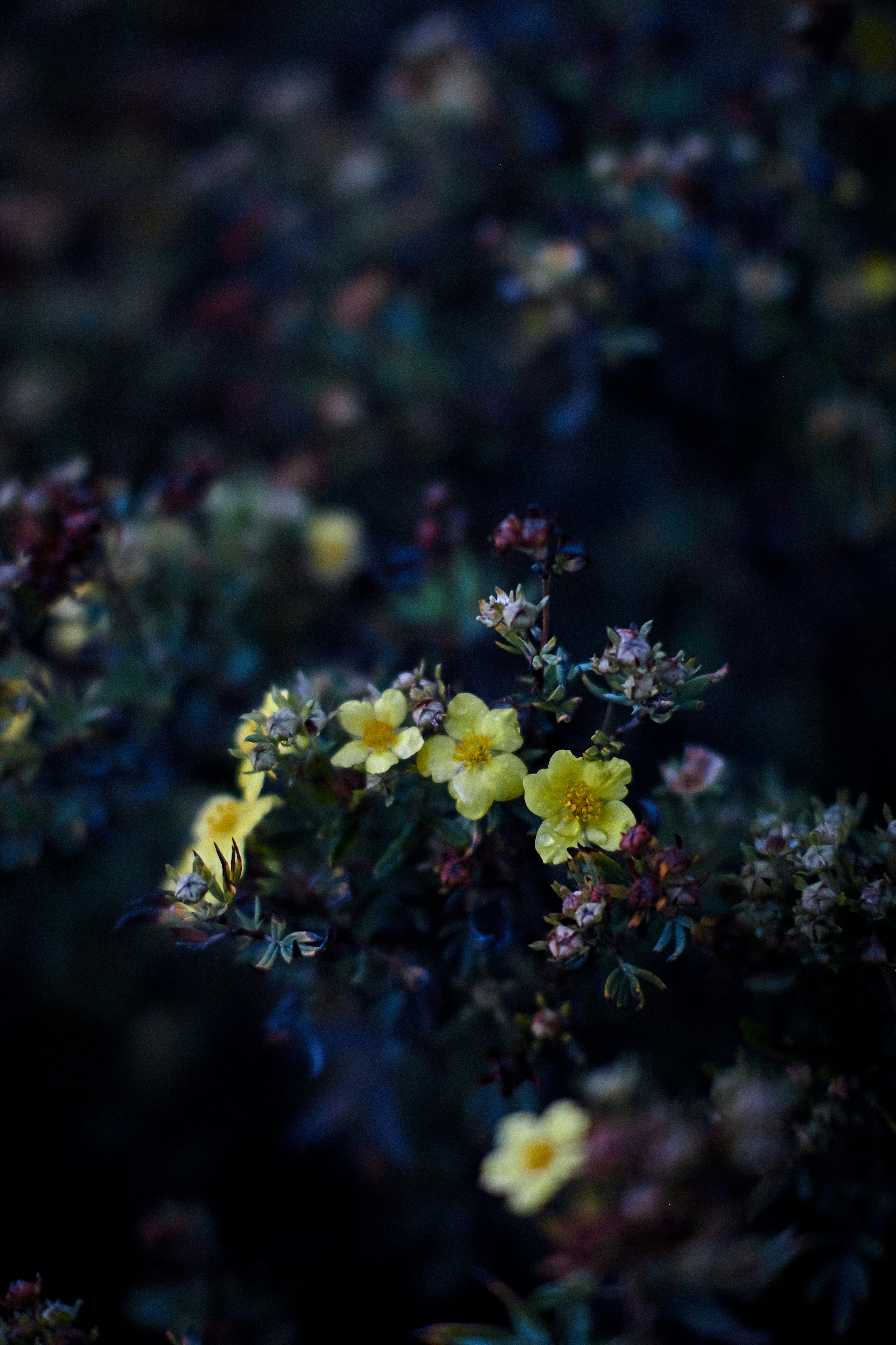 Photo by barsuklis