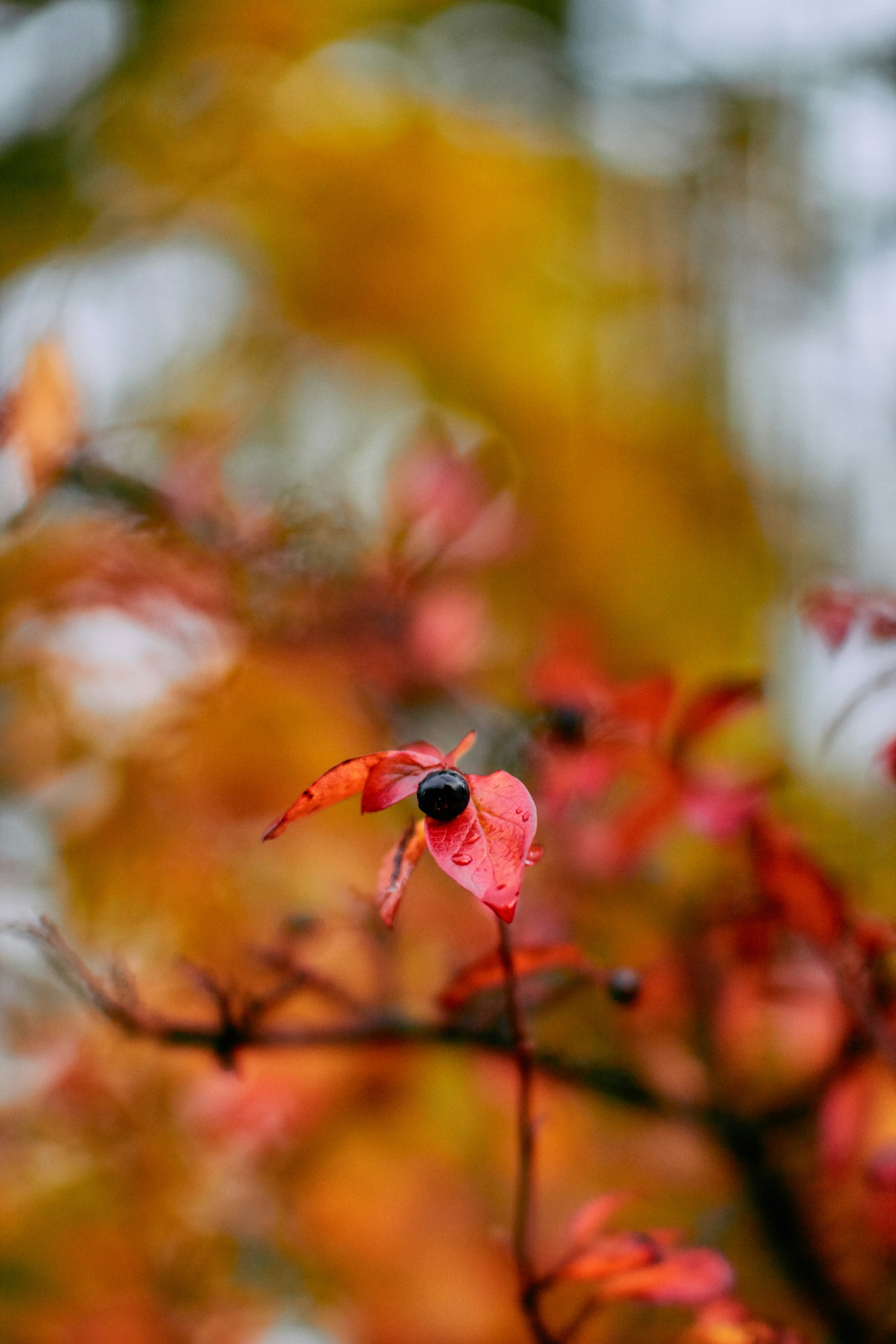 Photo by barsuklis