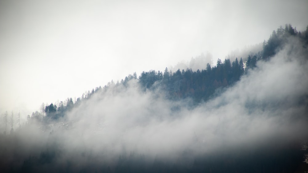 a forest of clouds