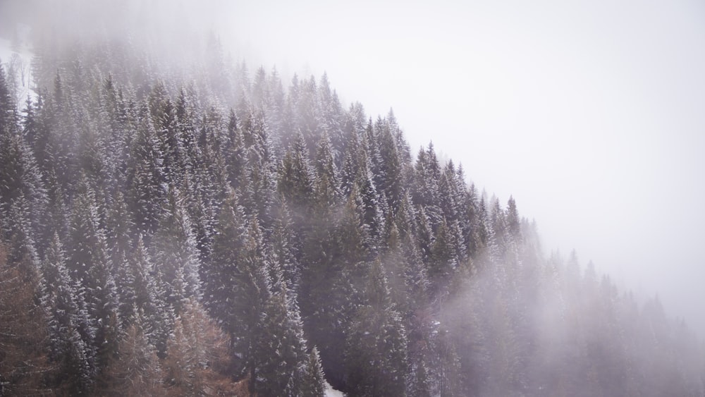 a forest of trees