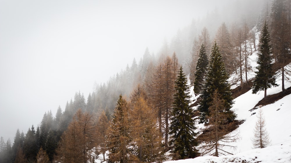 a snowy mountain with trees