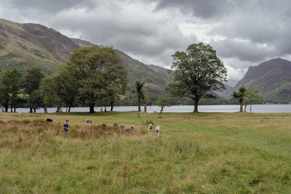 a person herding sheep in a field