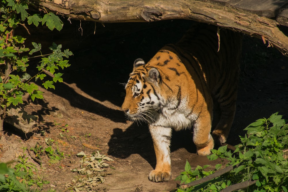 a tiger walking on dirt
