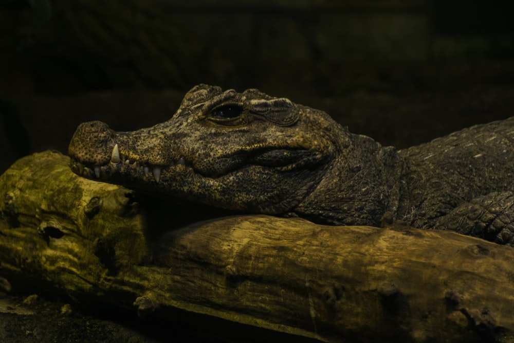 a close up of a crocodile