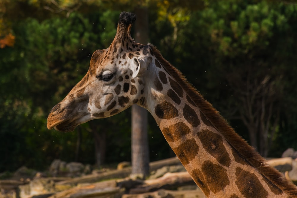 a giraffe stands in front of a rock wall