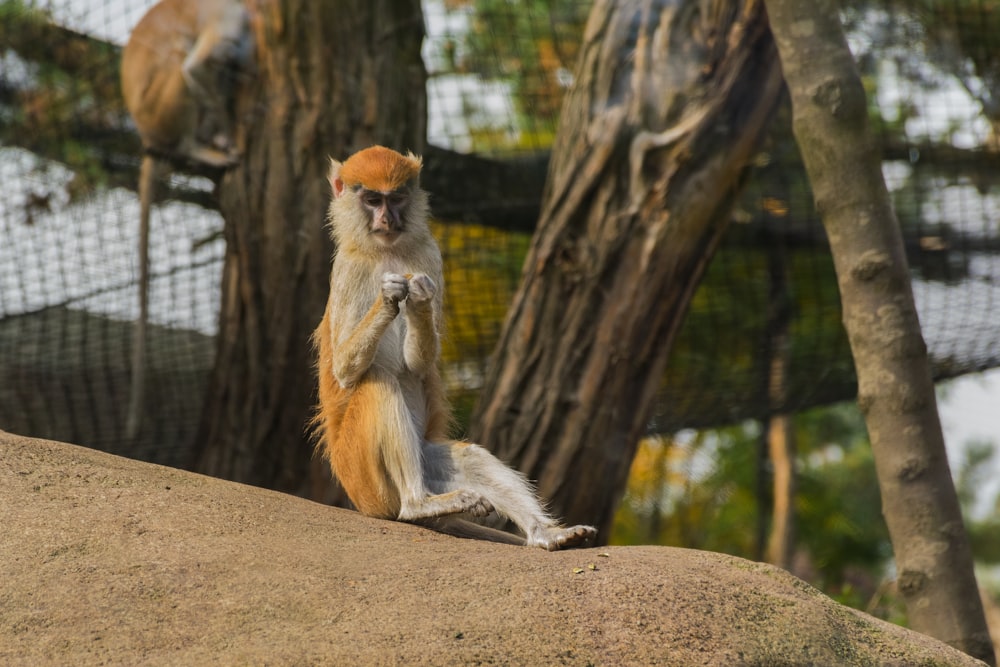 a monkey sitting on a tree