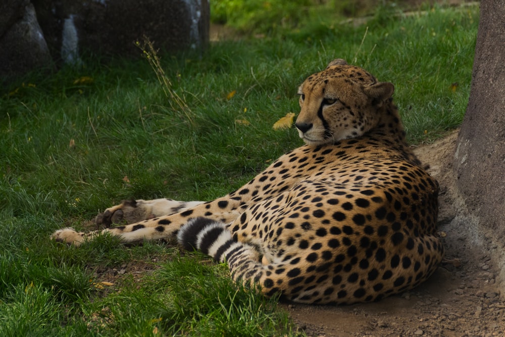 a cheetah lying in the grass