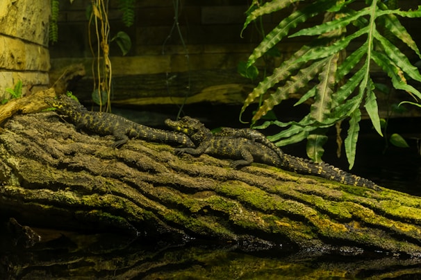 Two small crocodiles are resting on a moss-covered log in a lush, green environment. Ferns and vines hang down around them, creating a natural and serene habitat. The scene is reflected in the water beneath them.
