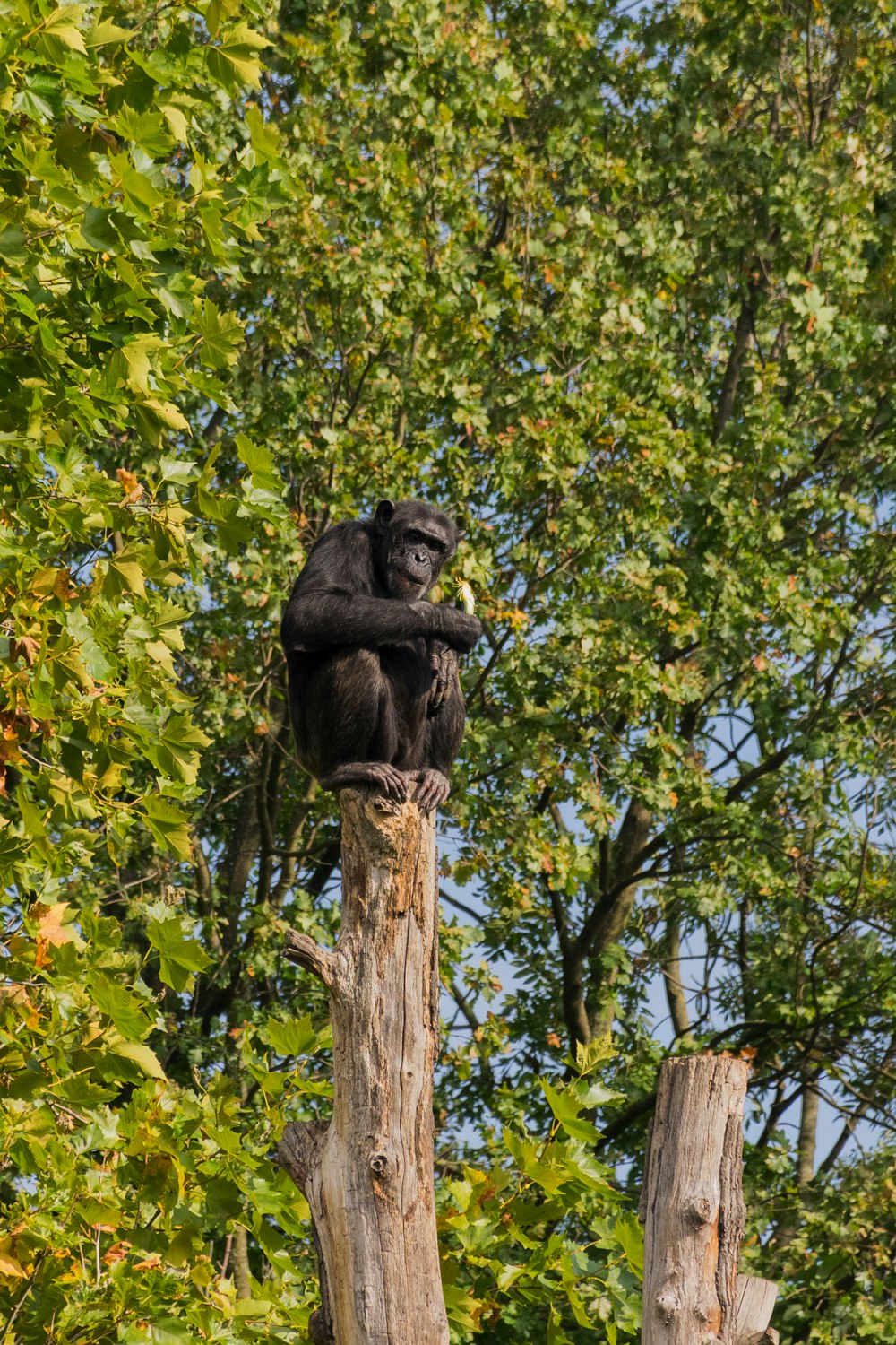 a bear on a tree