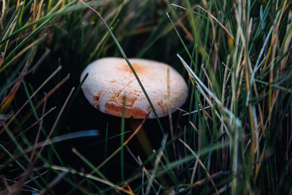 a mushroom in the grass