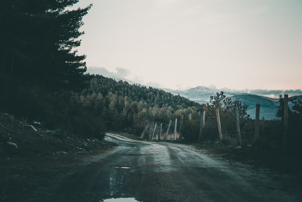 a road with trees on the side