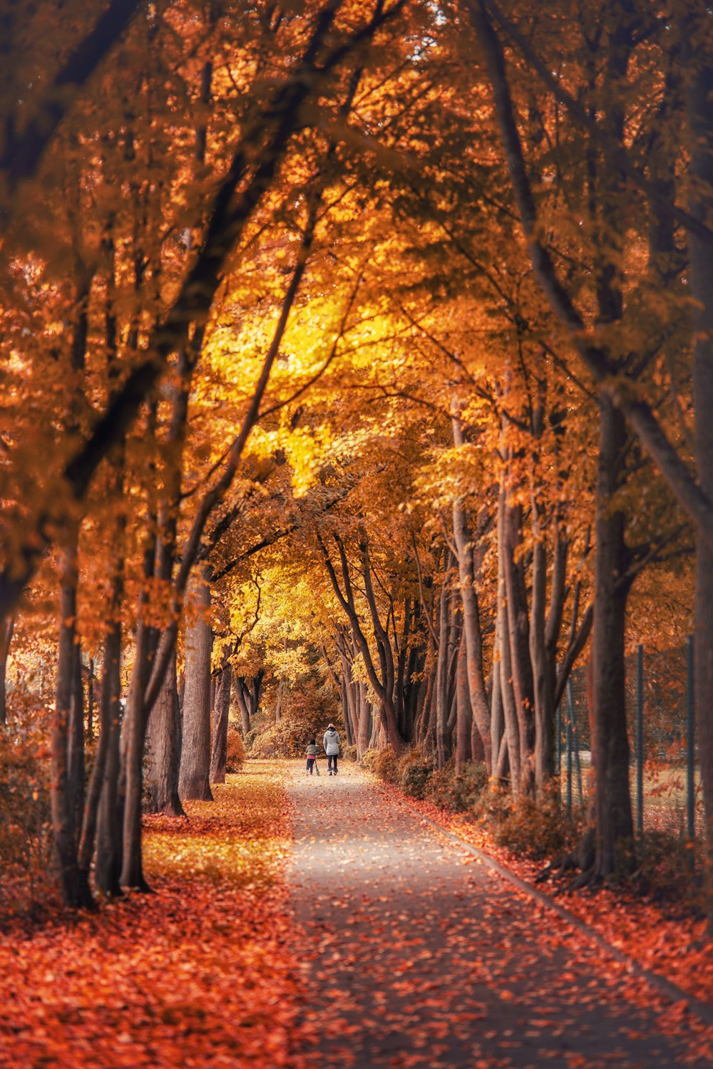 a person and a person walking down a path in a forest