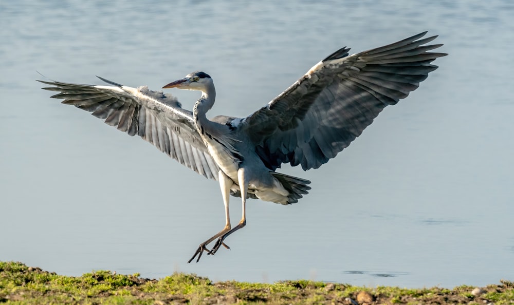 Un couple d’oiseaux volant au-dessus de l’eau