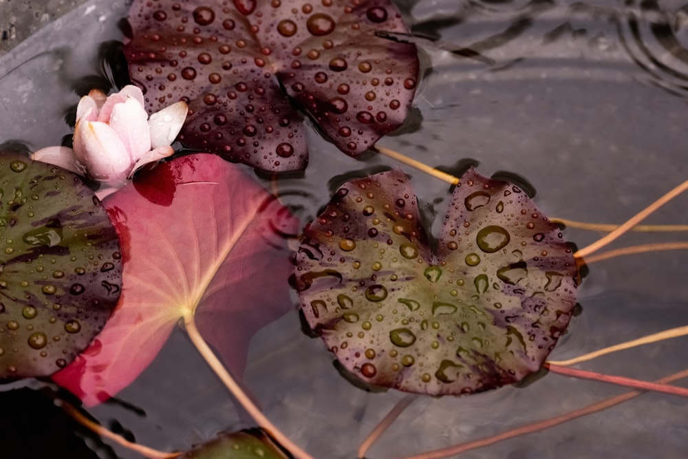 a group of colorful leaves