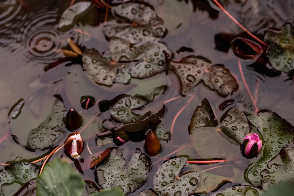 Un grupo de peces en el agua