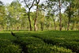 A lush, vibrant tea plantation with neatly arranged rows of tea bushes stretching into the distance. Tall trees interspersed among the bushes provide partial shade. The sunlight filters through the foliage, creating patterns on the green landscape.
