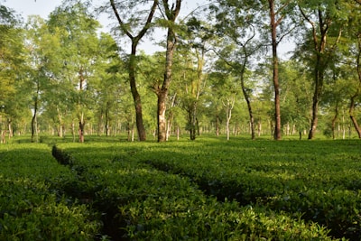 A lush, vibrant tea plantation with neatly arranged rows of tea bushes stretching into the distance. Tall trees interspersed among the bushes provide partial shade. The sunlight filters through the foliage, creating patterns on the green landscape.
