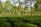 A lush, vibrant tea plantation with neatly arranged rows of tea bushes stretching into the distance. Tall trees interspersed among the bushes provide partial shade. The sunlight filters through the foliage, creating patterns on the green landscape.
