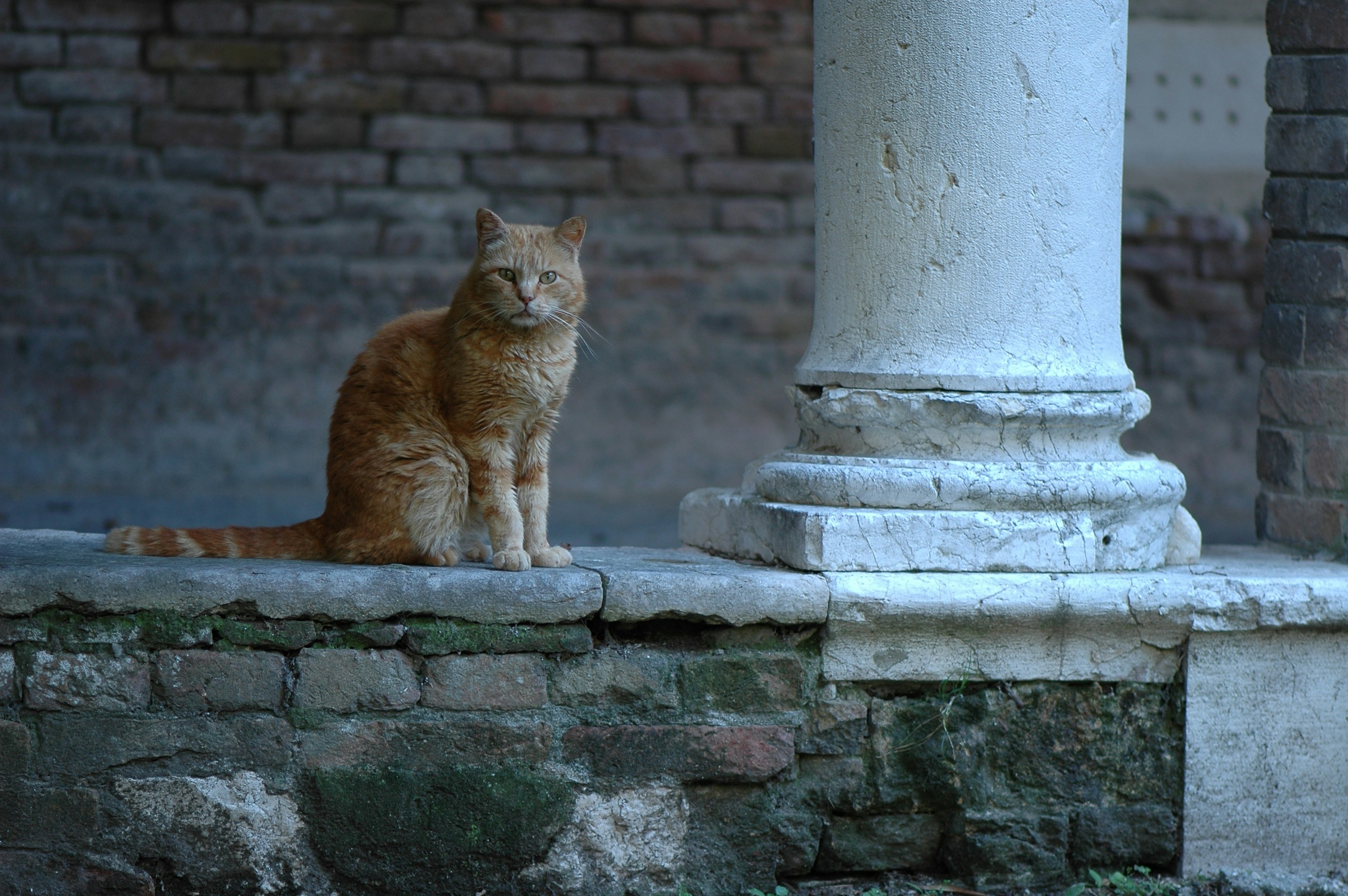 Un gato sentado en una repisa de piedra