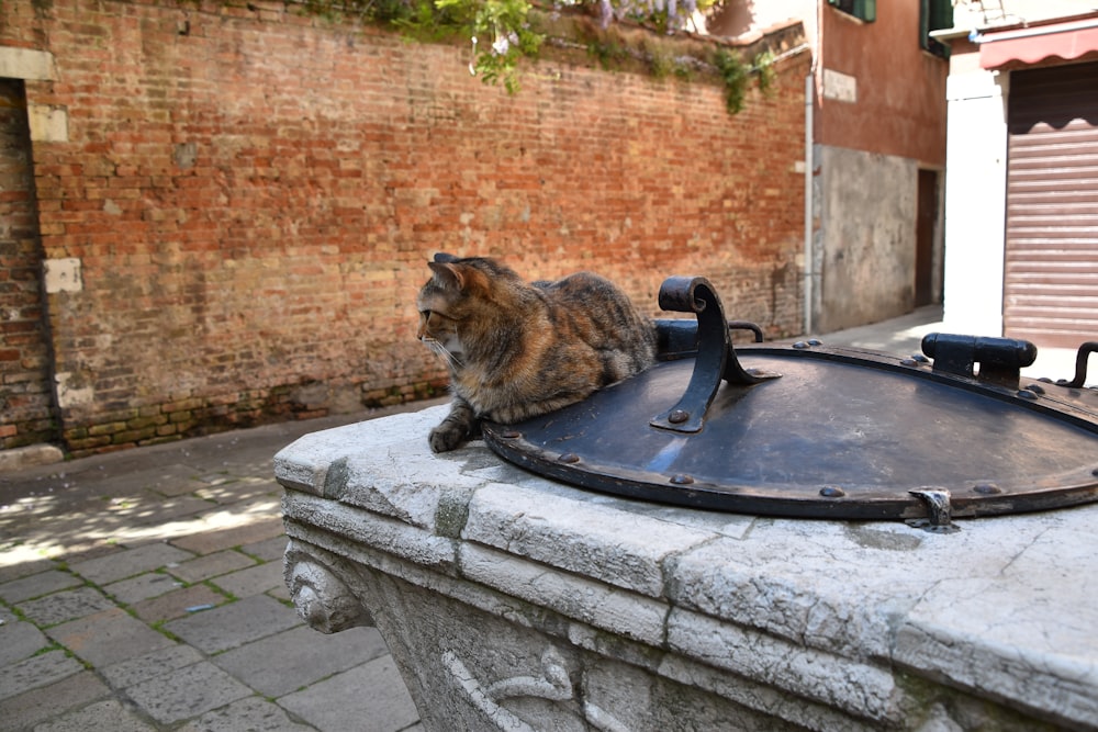 a cat sitting on a trampoline