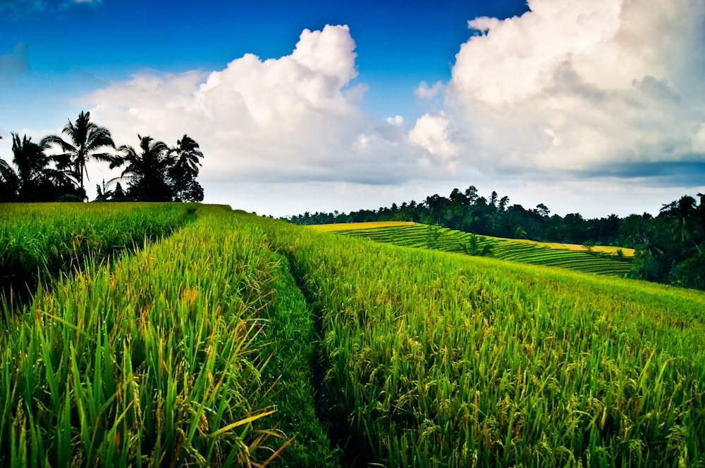 a field of green grass