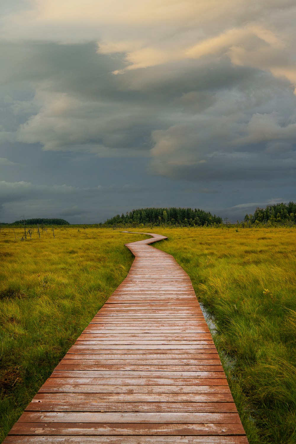 a wooden walkway through a field