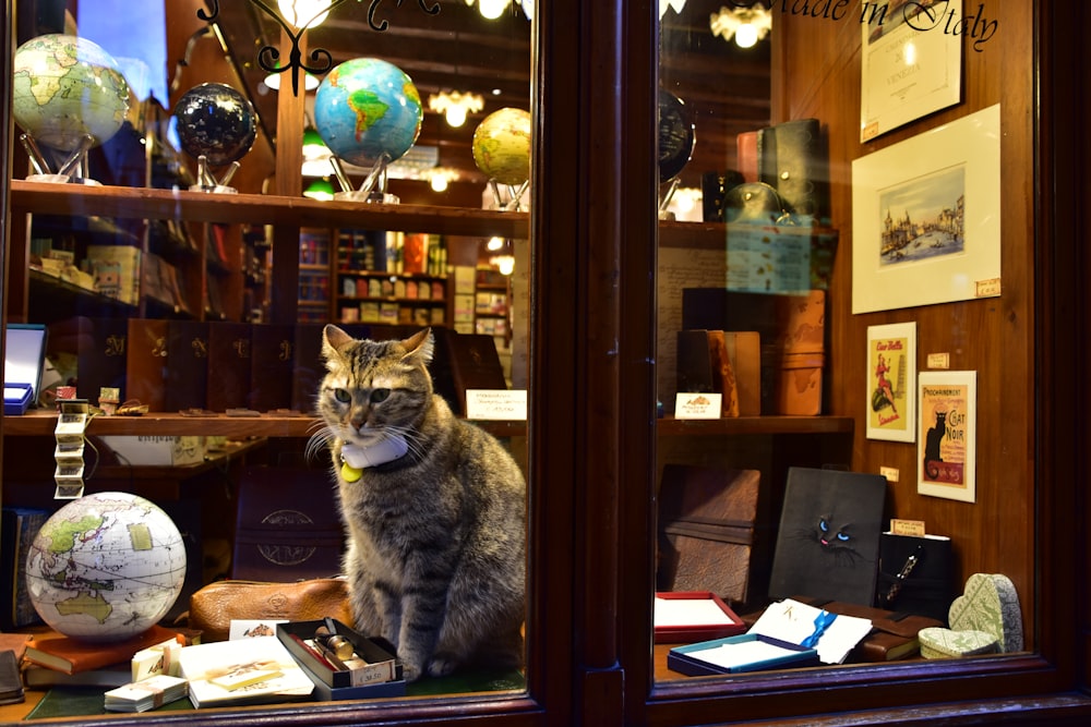 a cat sitting on a desk