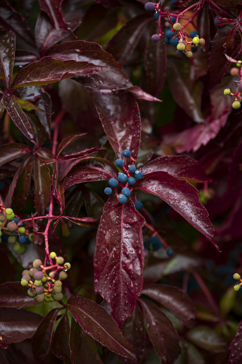 um close-up de uma planta