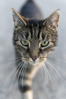 A close-up of a curious tabby cat with bright green eyes sitting on a windowsill.