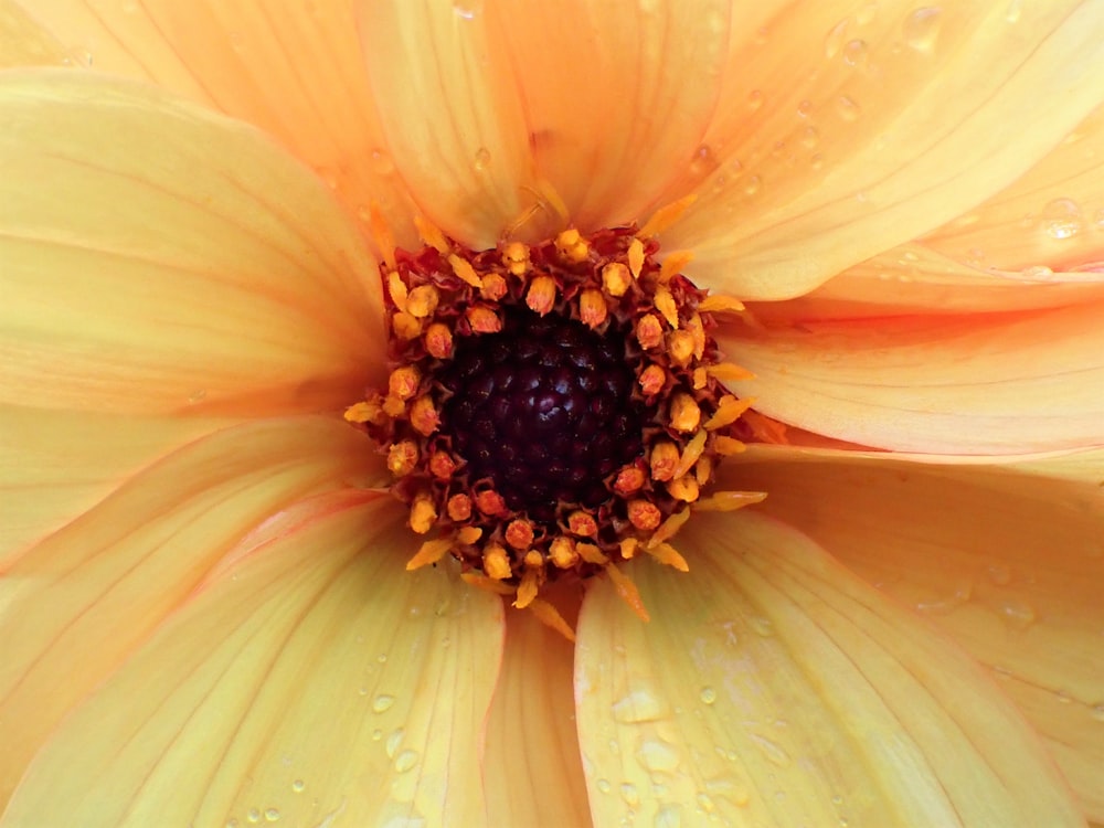 a close up of a flower