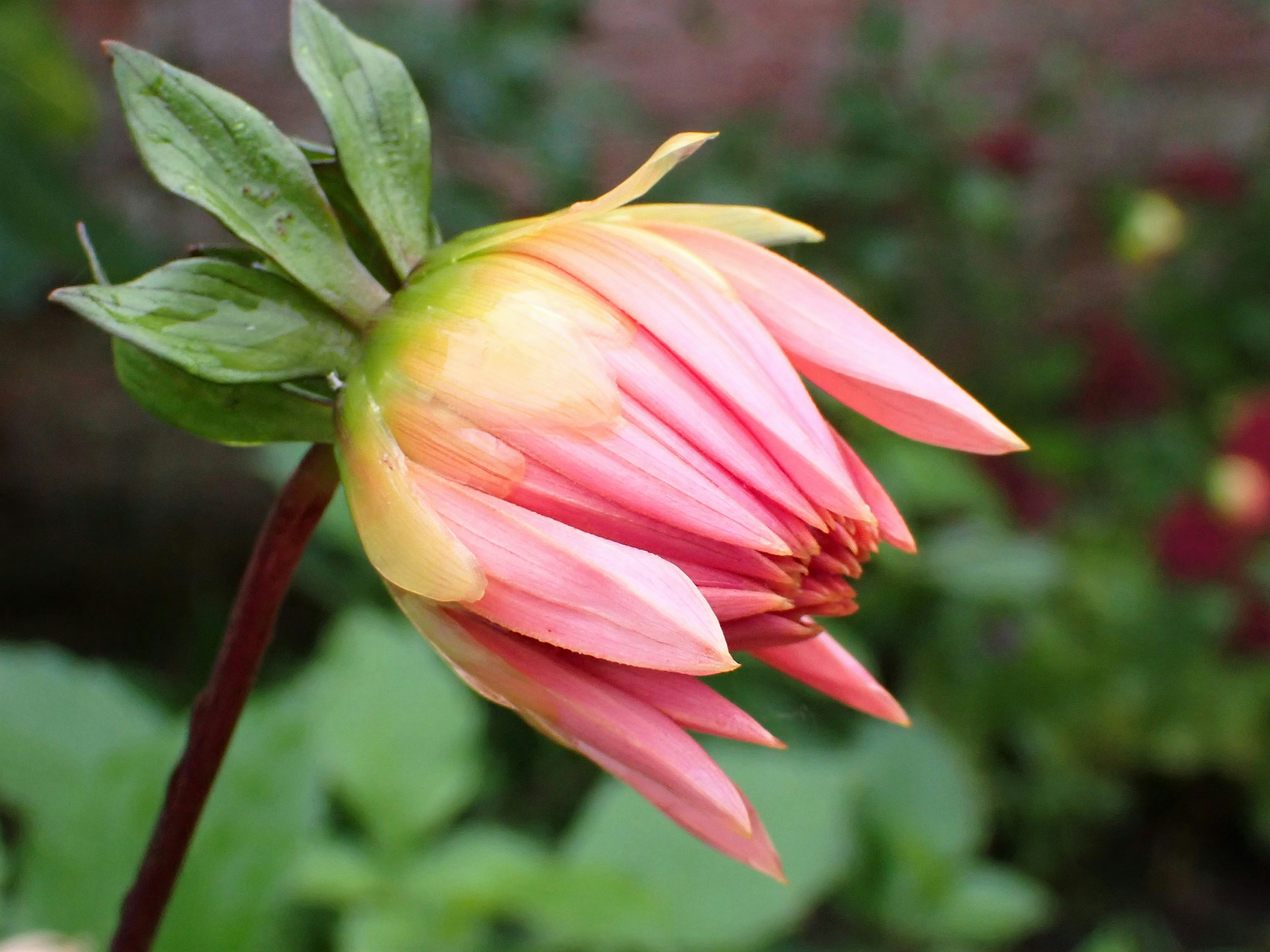 a pink flower with green leaves