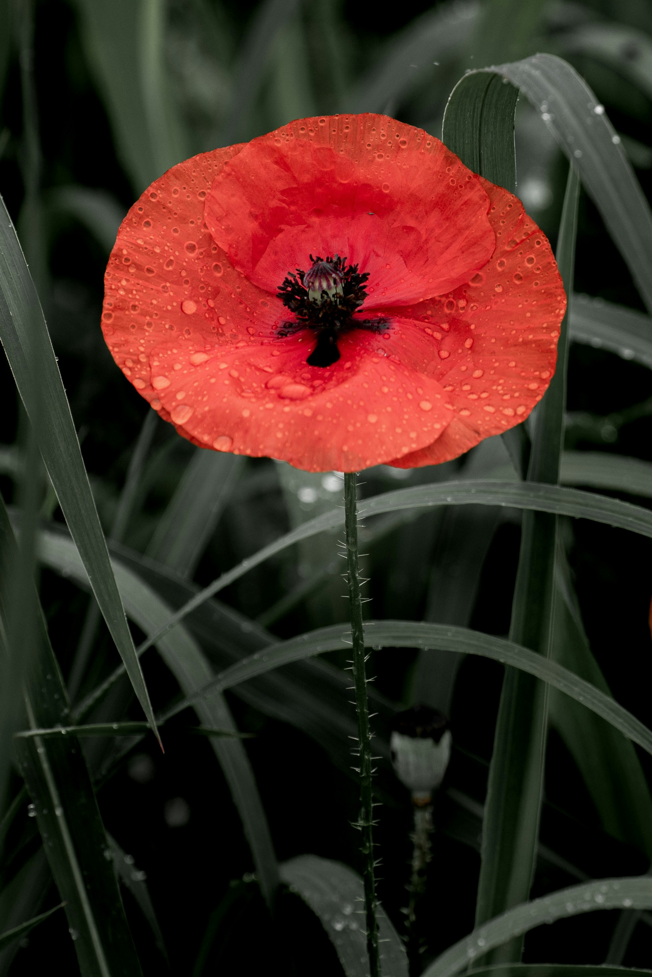 une fleur rouge avec un centre noir