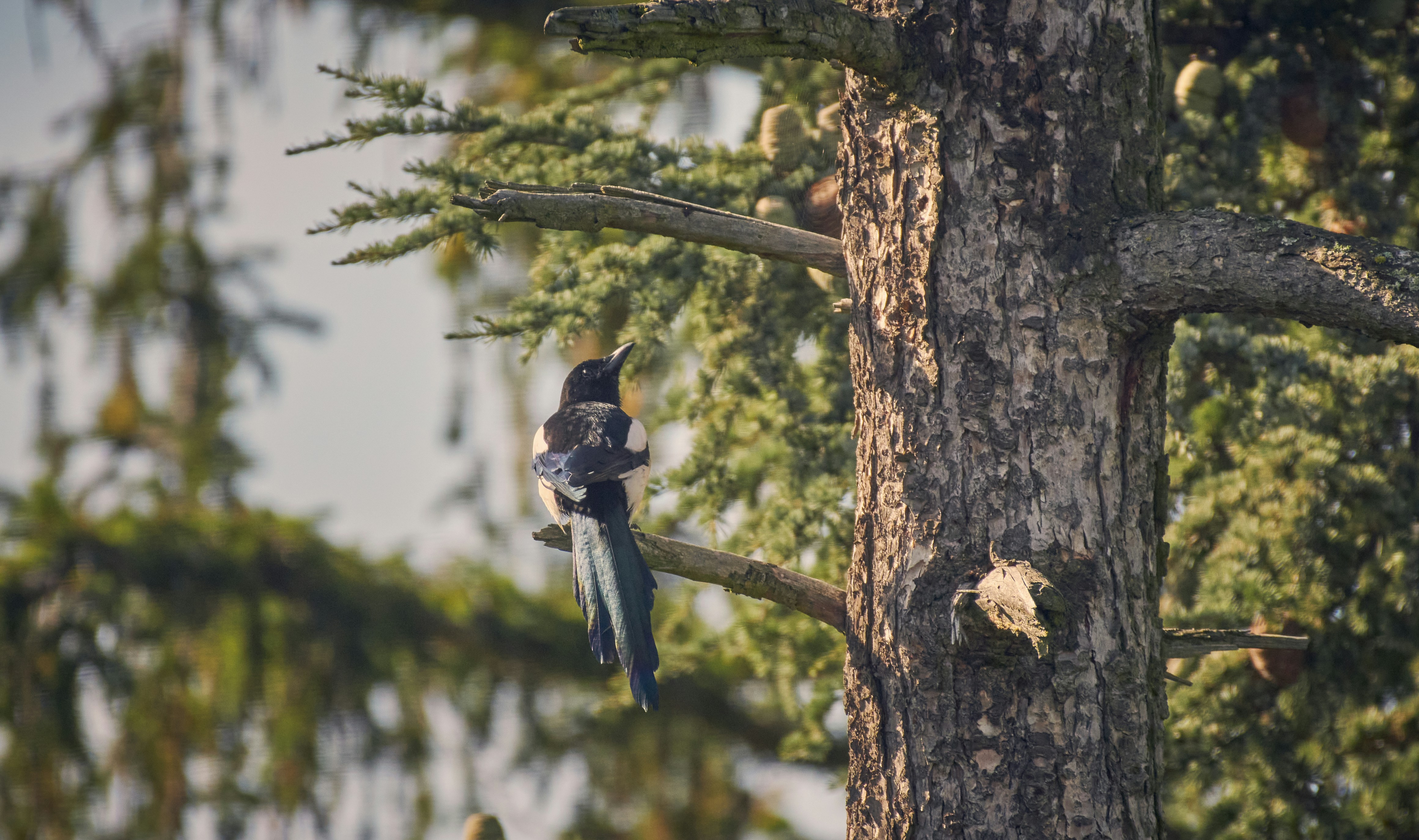 Ein Vogel sitzt auf einem Baum