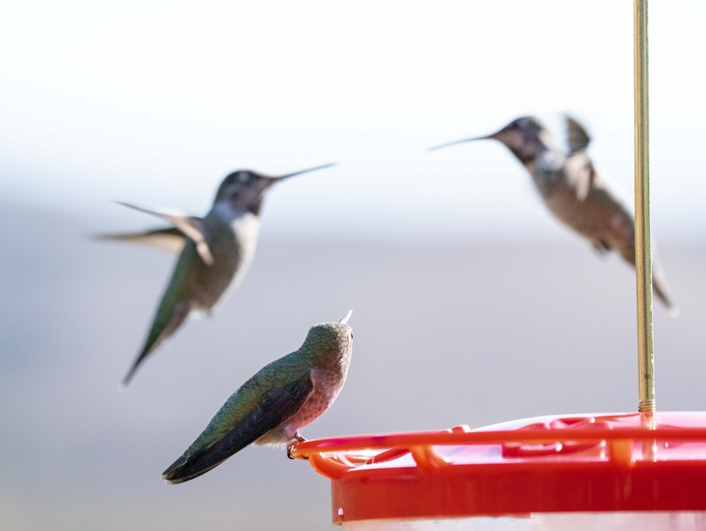 a group of humming birds flying