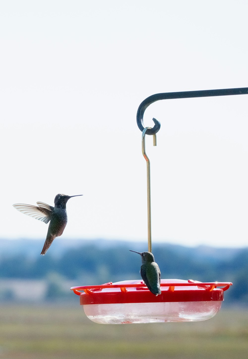birds flying near a bird feeder