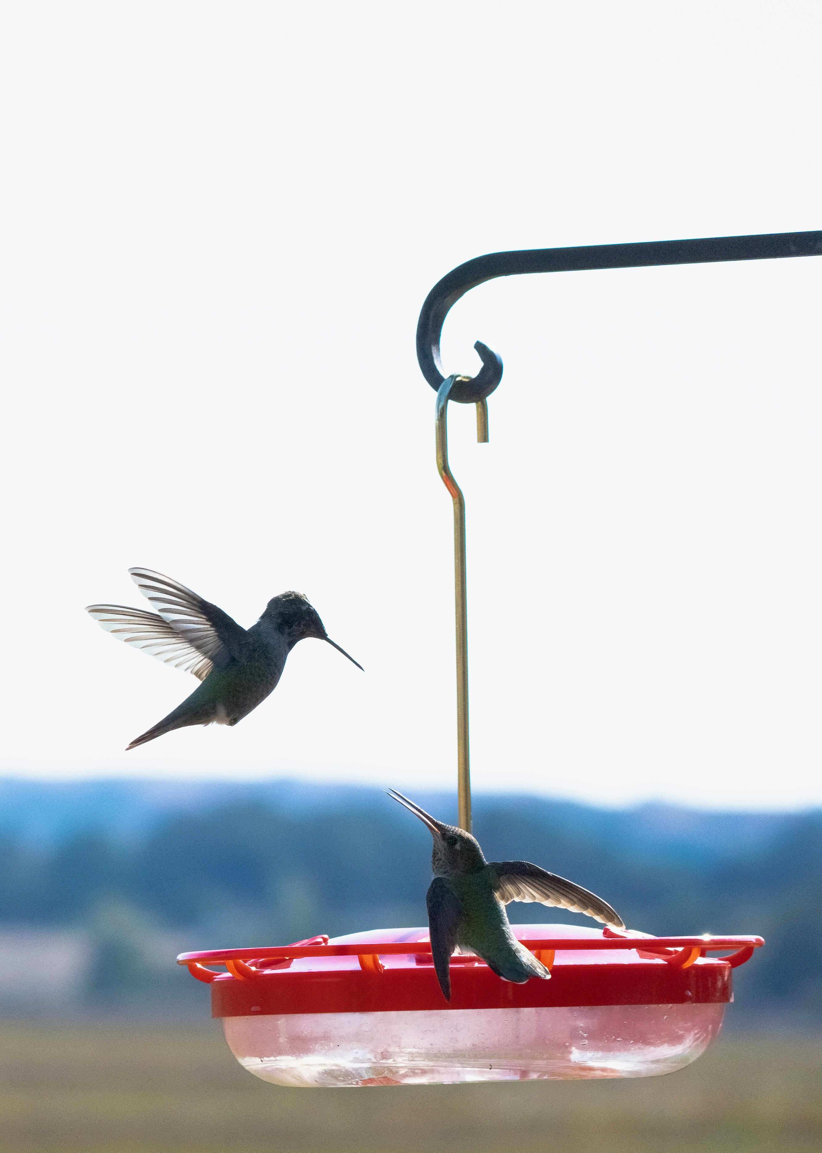 Photo by divyshankar