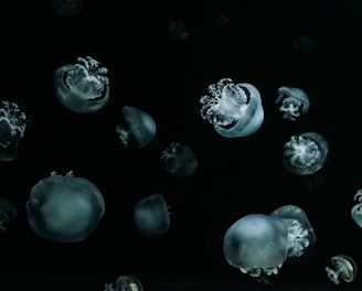 a group of white and grey jellyfish