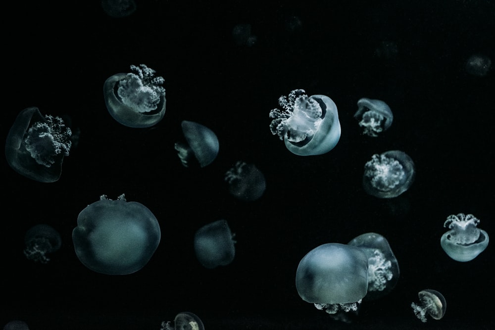 a group of white and grey jellyfish