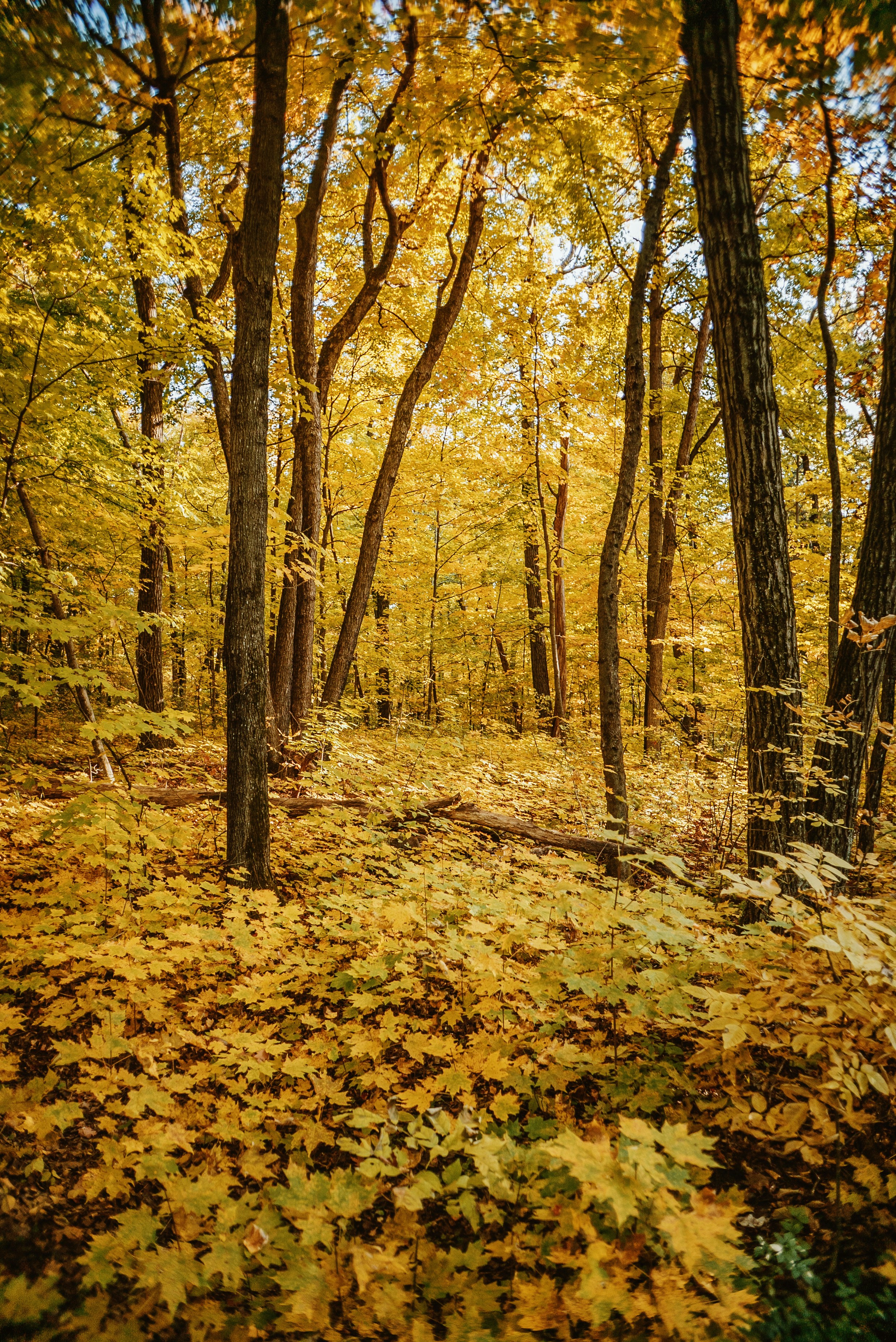 Photo by evanthewise