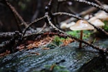 Close-up of fresh oyster mushrooms growing on a log.