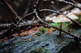Close-up of dew-kissed oyster mushrooms growing on a rustic wooden log.