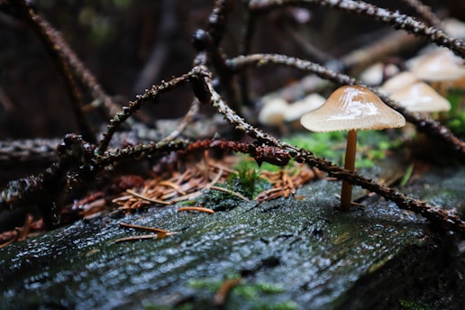 Close-up of fresh, dew-kissed oyster mushrooms growing on a rustic wooden log in natural sunlight.