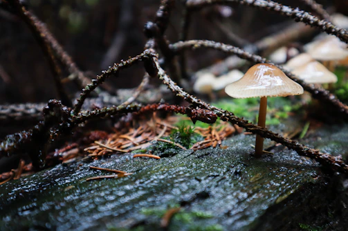 A close-up of dew-kissed oyster mushrooms growing on natural logs in a sunlit farm setting.