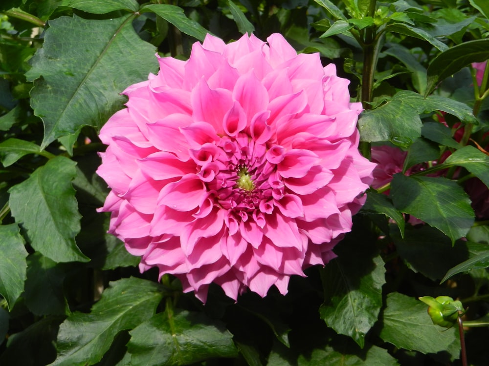 a pink flower surrounded by green leaves