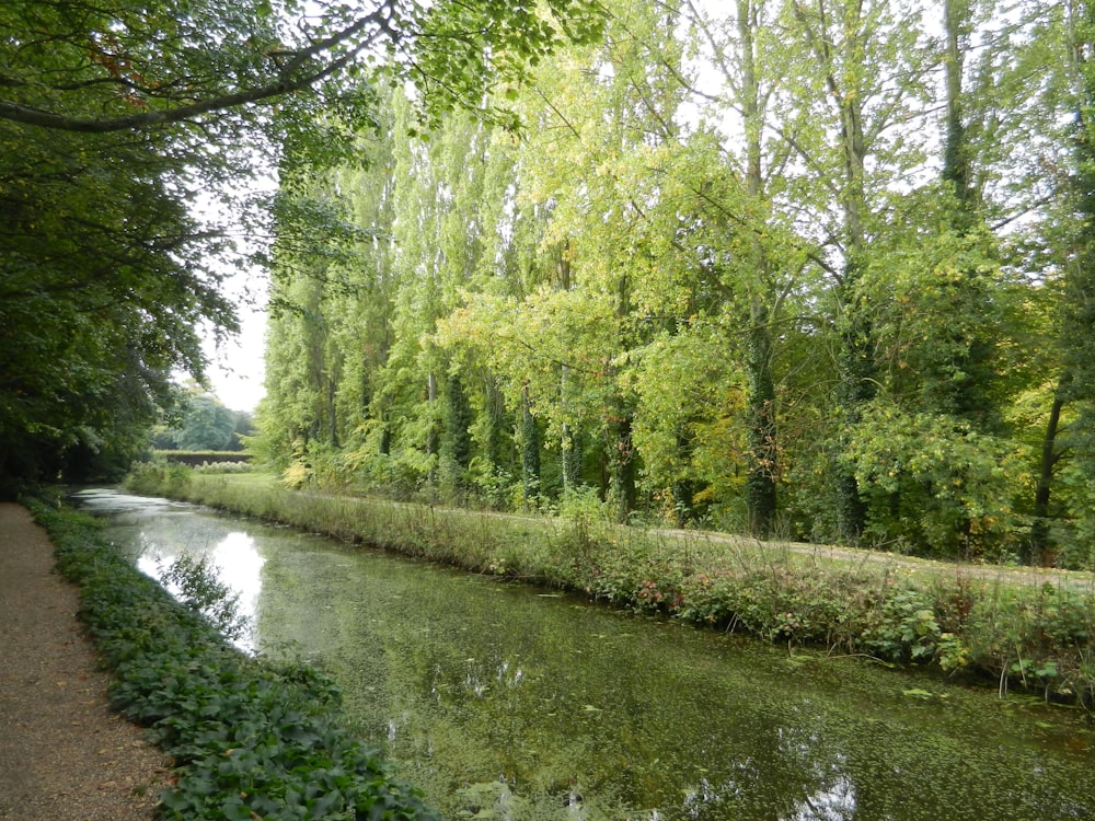 a river with trees on the side